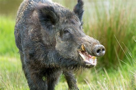 Sweden Has a Problem with Packs of RADIOACTIVE WILD BOAR — Yes, Really ...