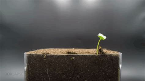 Timelapses of Sprouting Plants 'Dancing' to Jazz