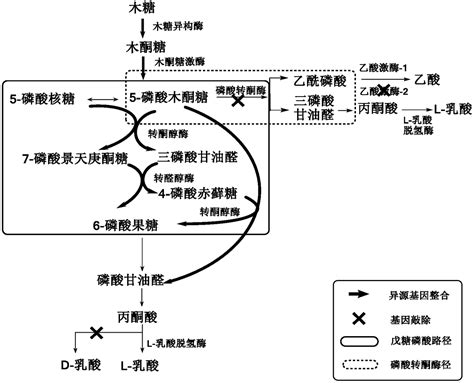 Construction method of pediococcus acidilactici for producing L-lactic ...