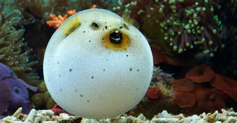 Pufferfish - JohanneKevin