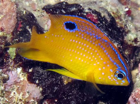 Longfin Damselfish - Stegastes diencaeus - Cozumel, Mexico - Photo 7 ...