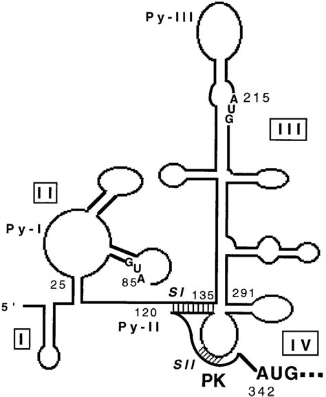 Schematic representation of computer-generated RNA folding model as ...