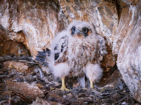 Peregrine Falcon Nesting: A Complete Guide | Birdfact