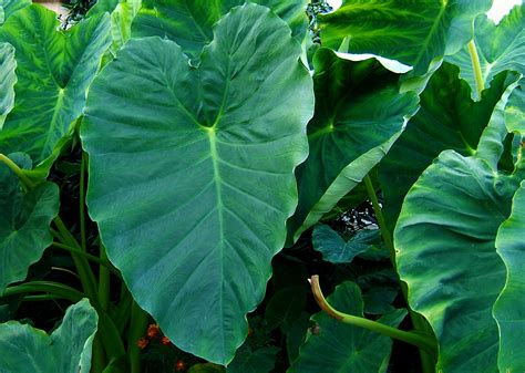 Colocasia (Pflanzengattung)