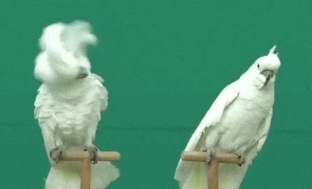 reactions surprised gif | WiffleGif