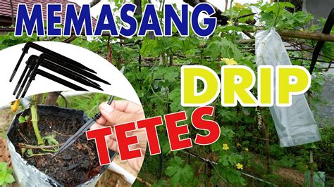 CARA PEMASANGAN INSTALASI DRIP IRIGASI TETES UNTUK TANAMAN - YouTube