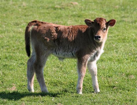 Heck cattle calves | Project Noah