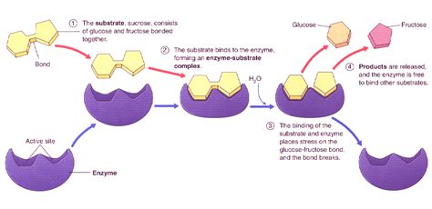 Chapter 8: Enzymes