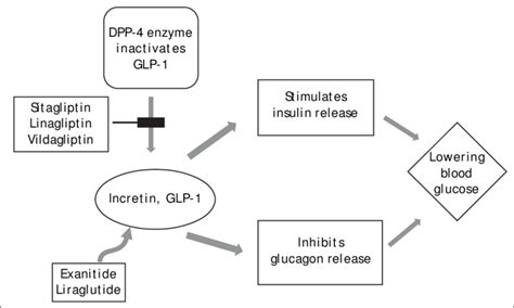 Glp 1 Agonist Mechanism