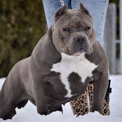 Bully Xl For Stud| Mixed Breed for Stud Near Me in Nottinghamshire ...