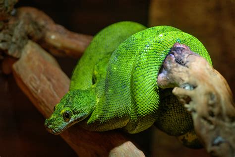 Green Snake on Tree Branch · Free Stock Photo