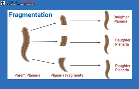 Fragmentation: Definition, Diagram, Examples and its Process