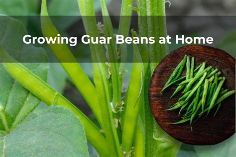 Growing Guar Beans at Home – Real Men Sow