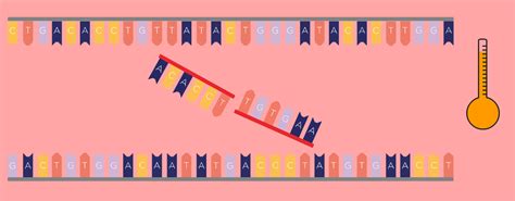 Biotechnology 101 Guide: Introduction to PCR | Bento Lab