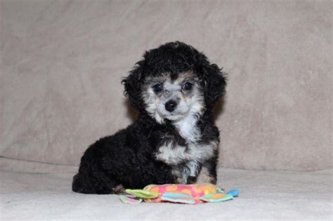 Toy Parti Poodle Breeders Florida – Wow Blog