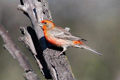 Orange Finch Photograph by Paul Marto