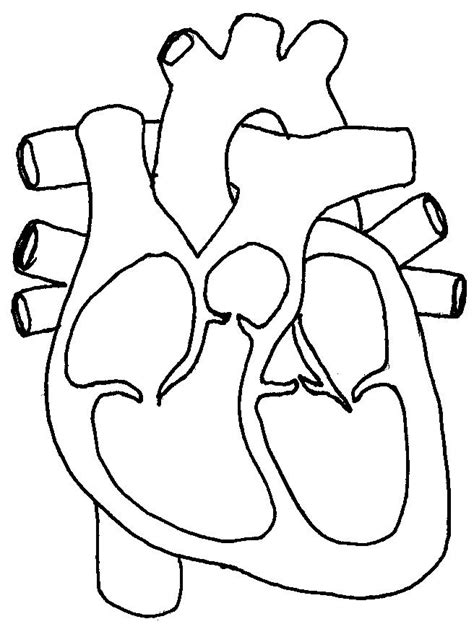 Free Human Heart Sketch Diagram, Download Free Human Heart Sketch ...