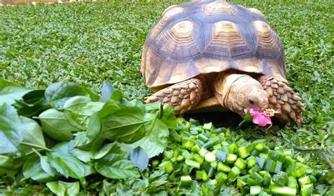 Sulcata Tortoise Care Guide: Everything You Need to Know