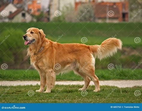 Dog / Golden Retriever Stock Photography - Image: 683752