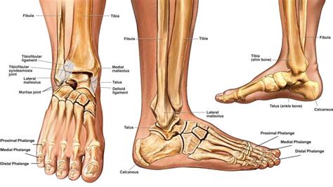 Rimec S.r.l.: Ankle fractures: the most common injuries during sports ...