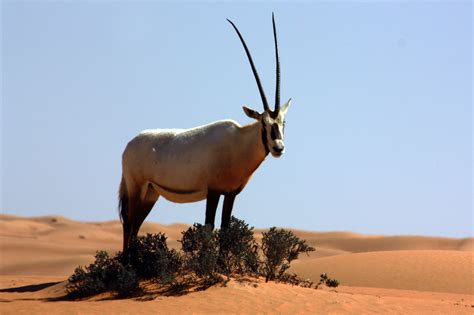 Free photo: Arabian Oryx - Animal, Arabian, Horn - Free Download - Jooinn