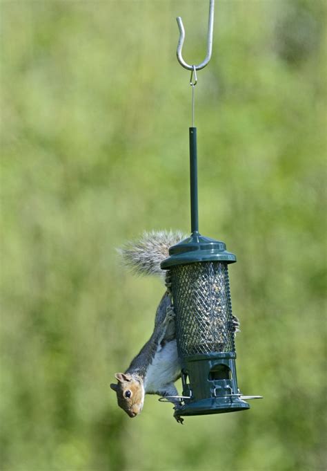 'The Squirrel Buster' Squirrel Proof Bird Feeder Review 2018