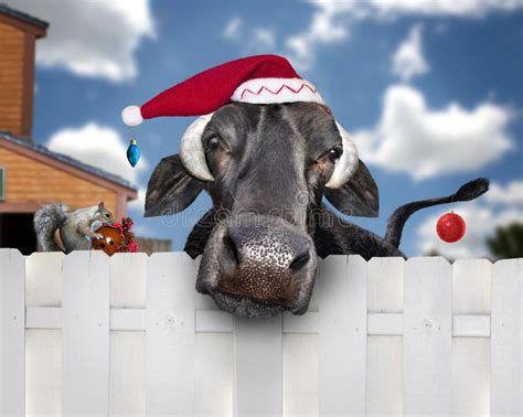 Christmas cow wearing santa hat. A large black cow with a Christmas ...