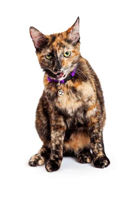 Tortoiseshell Cat Names: 278 Best Names For Your Kitty!