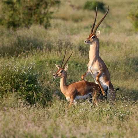 Grant's Gazelle mating stock photo. Image of nanger, male - 2612554