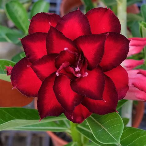 Desert Rose Seeds, Adenium Obesum Seeds – #145 – Mays Garden Seed