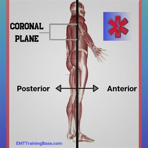 Anatomical Planes and Directional Terms - EMT Training Base