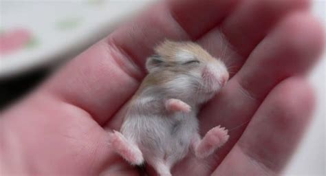 40 Adorable Pictures of Baby Animals just Born