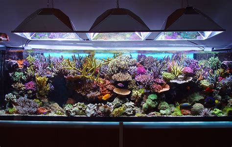 Fish Tank Set Up: Starting Your Saltwater Aquarium - Aquatics World