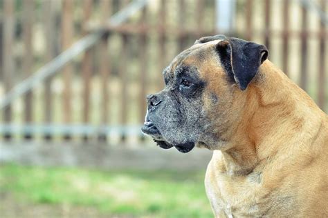 How to Train Your Boxer Dog to Guard | Wag!