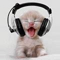 DJ kitty - Funny Animals Icon (11536824) - Fanpop