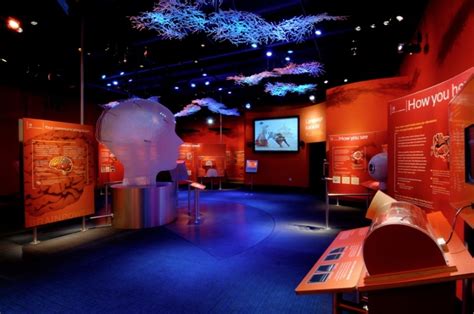 Museum Exhibits and Environments by Art Guild in 2023 | Science center ...