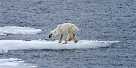 o-POLAR-BEAR-GLOBAL-WARMING-facebook.jpg