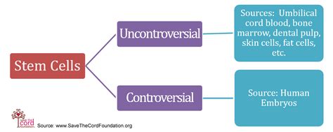 Types of stem cells - Cord Blood Education for Parents, Health ...