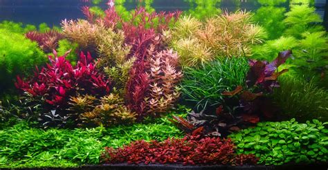 Aquatic Plants for your fish tank 25 RED & PINK Bunched & Weighted Live ...