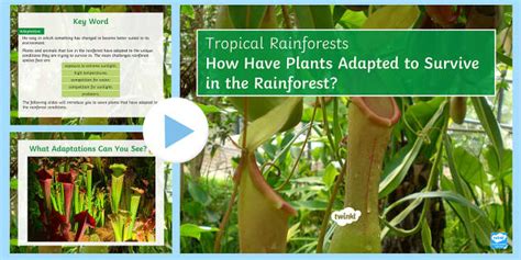 Rainforest Plant Adaptations PowerPoint