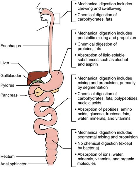 Chemical Digestion and Absorption: A Closer Look | Anatomy and ...