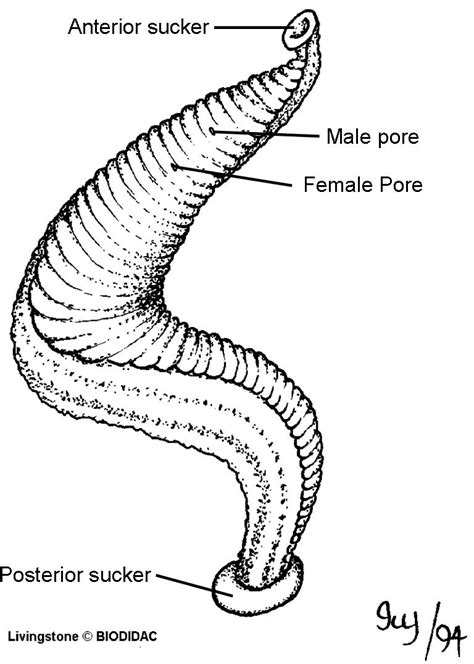 A typical hirudinean leech. | Earthworms, Diagram, Muse art