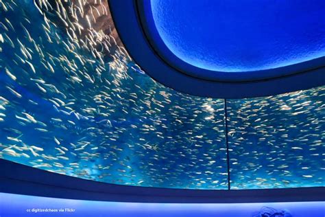 Fun Facts About Monterey Bay Aquarium - Aquarium Views