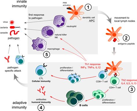 Innate Vs Adaptive Immunity - immunity innate vs adaptive - DriverLayer ...