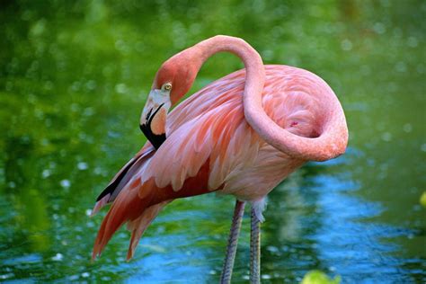 Flamingos Spotted on Wisconsin Beach — the First Wild Flamingo Sighting ...