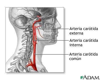 Arterias Carótidos | CLMGF