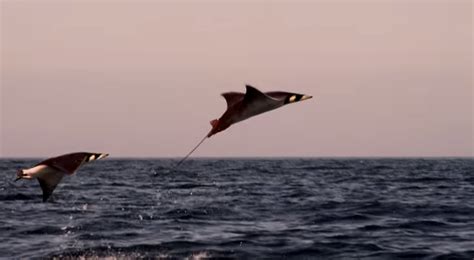 Mobula Rays Belly Flop to Attract Mates