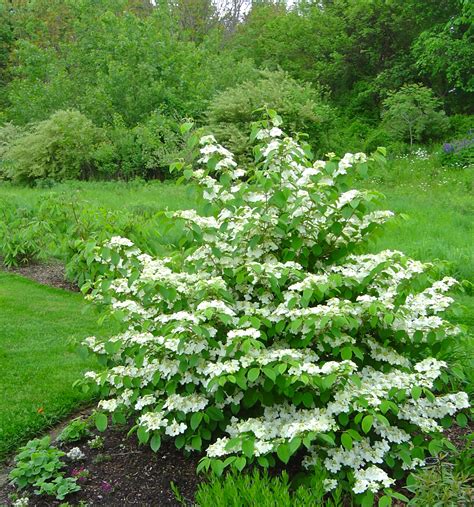 Viburnum plicatum f. tomentosum 'Mariesii' | Tuinplanten, Tuinieren ...