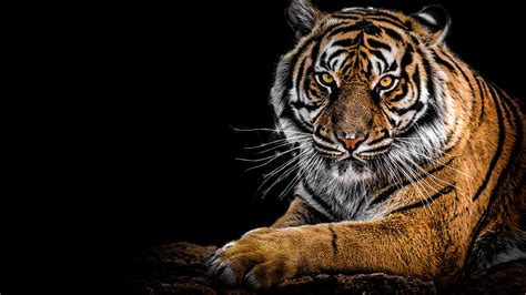 Tiger Portrait 4K Wallpapers | HD Wallpapers | ID #30305