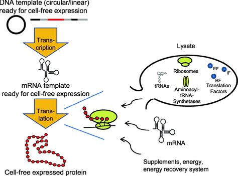 Synthesis of membrane proteins in eukaryotic cell‐free systems - Sachse ...